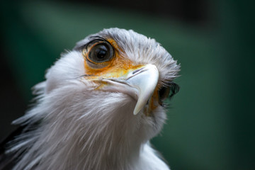 Bird secretary with huge eyelashes. Sagittarius serpentarius. Close Up Portrait