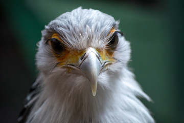 Bird secretary with huge eyelashes. Sagittarius serpentarius. Close Up Portrait