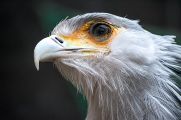 Bird secretary with huge eyelashes. Sagittarius serpentarius. Close Up Portrait