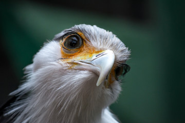 Bird secretary with huge eyelashes. Sagittarius serpentarius. Close Up Portrait