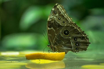 A butterfly sits on a slice of an orange, immersing its proboscis in juicy flesh and drinking orange juice