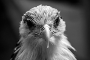 Bird secretary with huge eyelashes. Sagittarius serpentarius. Close Up Portrait