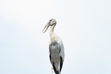 Asian openbill, Anastomus oscitans