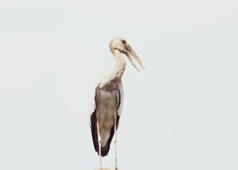 Asian openbill, Anastomus oscitans