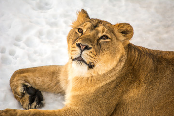 Fototapeta na wymiar The lioness lies on the snow