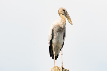 Asian openbill, Anastomus oscitans