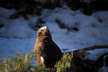 The bird of prey sits in green bushes and looks out for prey