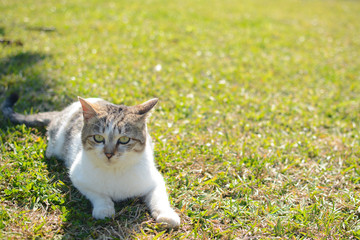 芝生の上でのんびりする猫