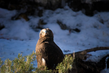 The bird of prey sits in green bushes and looks out for prey