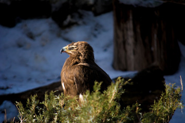 The bird of prey sits in green bushes and looks out for prey