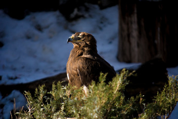 The bird of prey sits in green bushes and looks out for prey