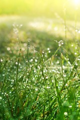  spring grass background.Lawn in drops of dew in the bright rays of the morning sun.natural plant background