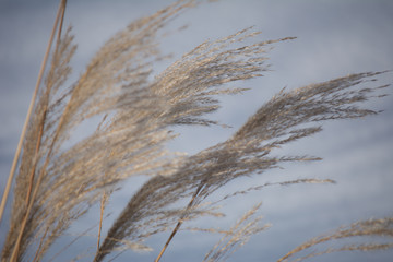 Silver grass on a background of white snow. Russian Winter