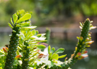 The natural background, Branch of a tree in a spring day
