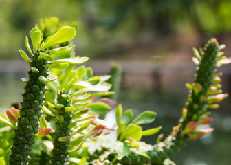 The natural background, Branch of a tree in a spring day