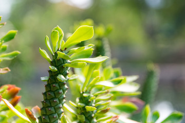 The natural background, Branch of a tree in a spring day