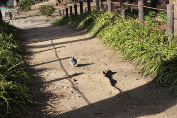 A pigeon of the park