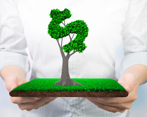 Concept of developing green circular economy and providing green friendly technology, woman hands holding tree with leaves in dollar sign shape on meadow with mud, front view.