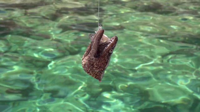 Head Moray eel on the hook