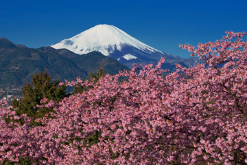 秋彩河津桜と富士