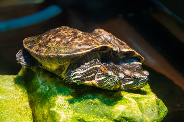 Turtle with two heads