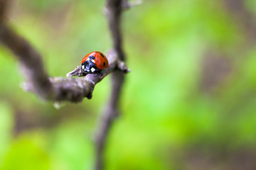Ladybird closeup on a leaf. Selective focus