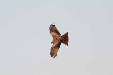 White eyed buzzard