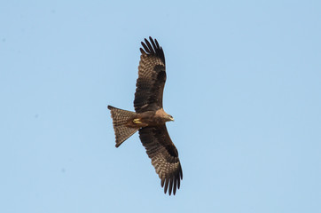 White eyed buzzard