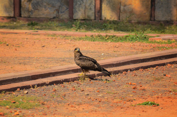 White eyed buzzard