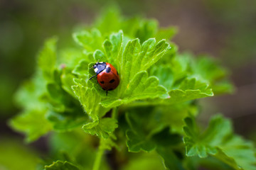 Fototapeta premium Ladybird closeup on a leaf. Selective focus