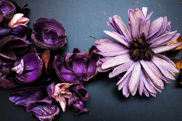 Purple flowers, black background, flowers, spring 