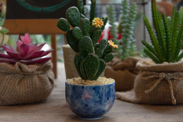 Cactus at the garden with green nature background. Minimal style for cactus trendy.