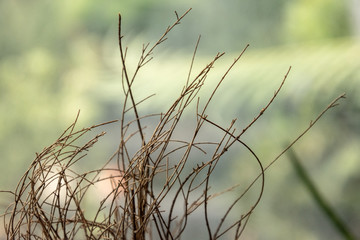 Close up grass at the forest condition zone.
