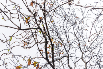 Beautiful green  tree sky background