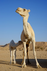 Dromedary or Arabian camel with its calf drinking milk