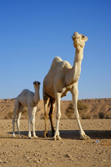 Dromedary or Arabian camel with its calf  standing
