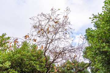 Beautiful green  tree sky background