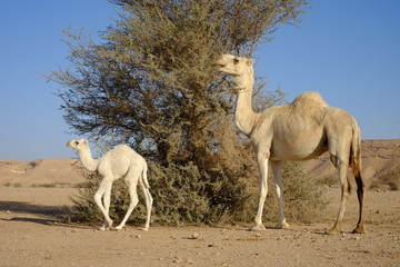 Dromedary or Arabian camel with its calf