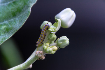 Close up Caterpillar worm on the leaf.