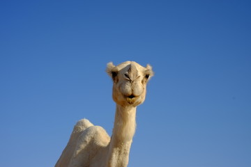 Face of a dromedary or arabian camel