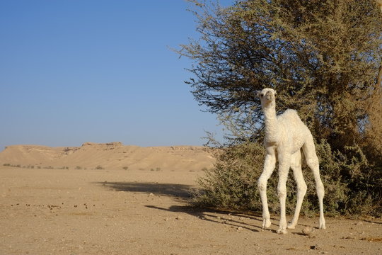 Dromedary or Arabian calf 