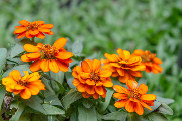Close up group of orange flowers and leaves in colorful tone.