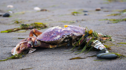 Crab on the beach