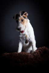 Wire fox terrier in the studio