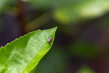 Macro detail of green leaf texture. Close up beautiful leaves pattern.