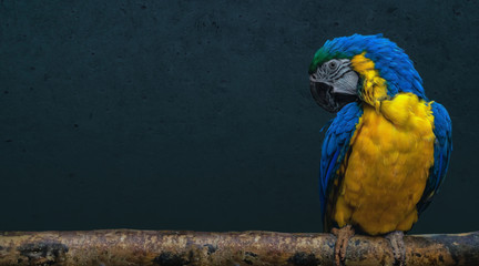 Parrot bird sitting on a branch