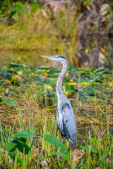 A Great Blue Heron in Everglades National Park, Florida