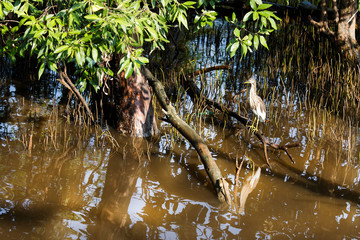Chinese Pond Heron Stand on Mangrove Stem