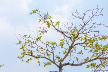Beautiful green  tree sky background