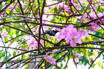 Asian Pied Starling in Garden